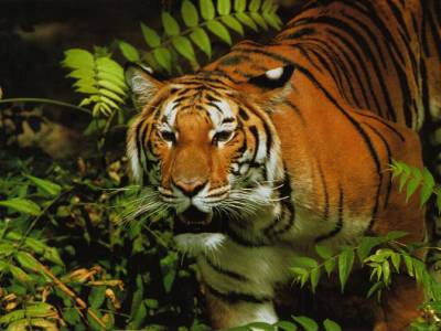 Во Франции тигр разгуливает по окрестностях Диснейленда