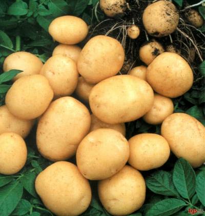 Как уберечь картофель от вредителей и болезней
