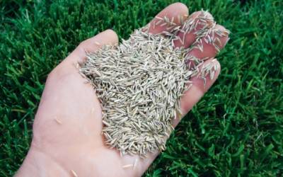 Покупка газонной травы для своего газона. Какие есть виды травы?