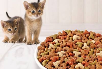 Выбор сухого корма для домашнего кота