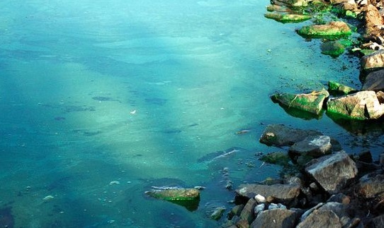 В Балтийском море обнаружены опасные сине-зеленые водоросли.