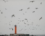 Чайки на фоне рижского маяка