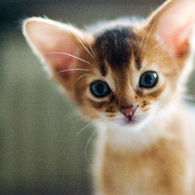 Особенности абиссинской породы кошек - фотография