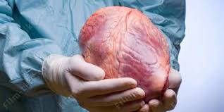 Более новая и безопасная пересадка сердца станет возможной благодаря новой коробке сердца - фотография
