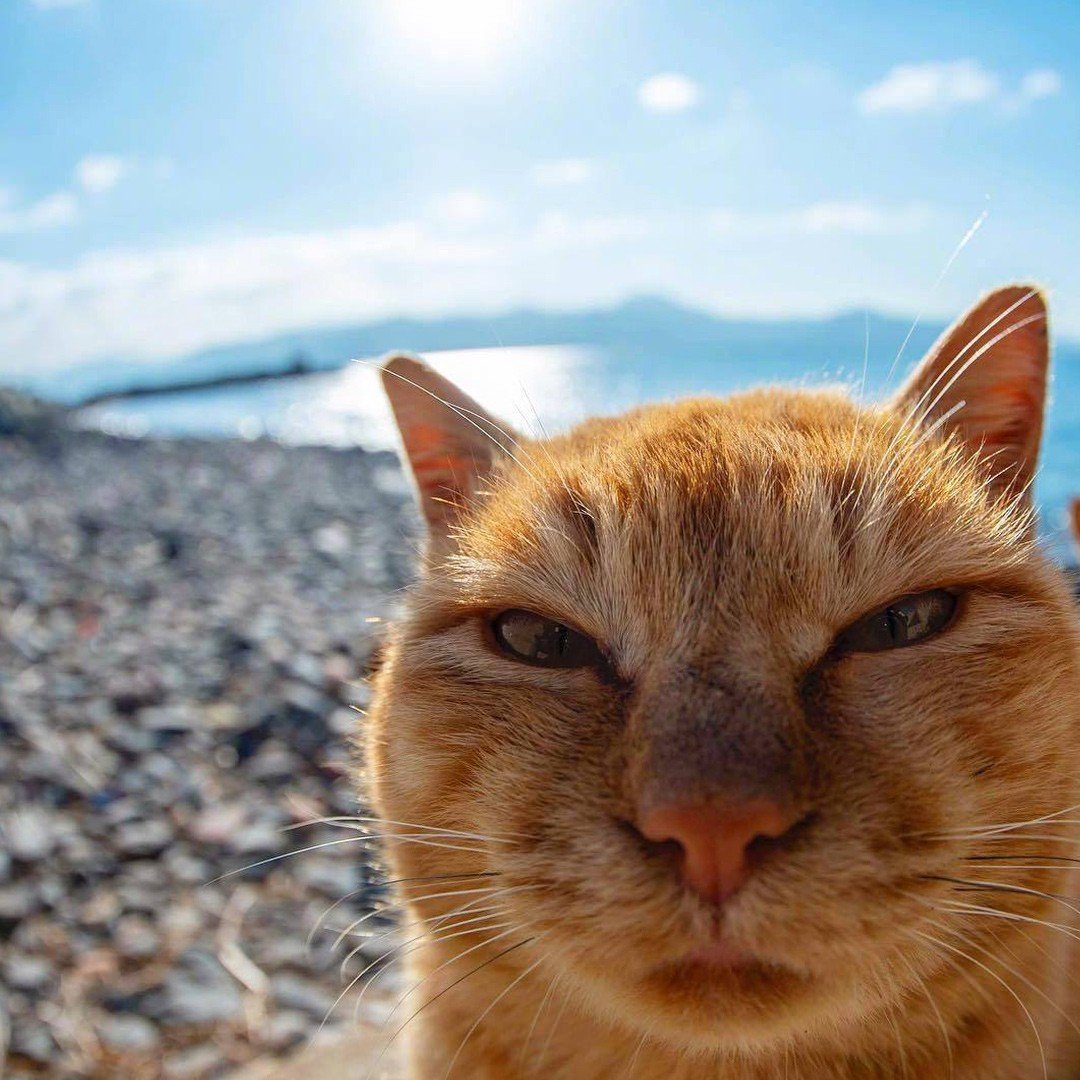 Новости мира: ученые рассказали о пользе кошек - фотография