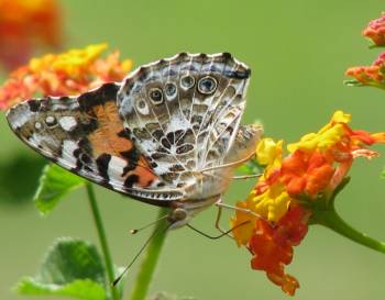 В Латвии впервые открывается сезон наблюдения за бабочками