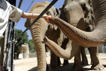 Рижский зоопарк тоскует по слонам