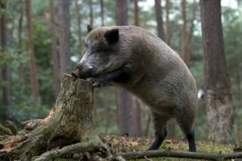 Правительство Латвии выделило на профилактику африканской свиной чумы 1 352 949 евро